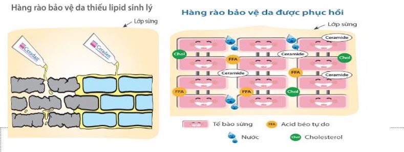 thuốc Ceradan hydra 30g