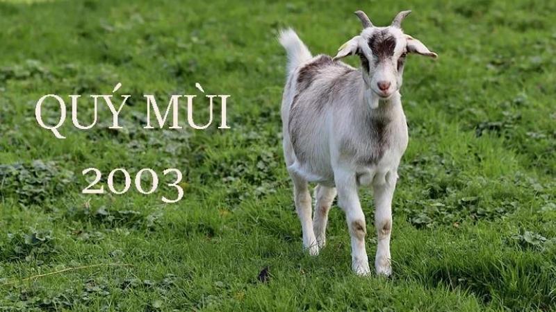 Tuổi Quý Mùi 2003 thuộc mệnh gì? Tuổi Quý Mùi hợp tuổi gì?