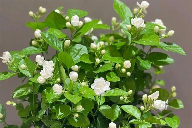 hoa nhài 2