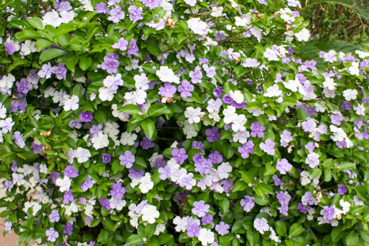 Hoa nhài 3