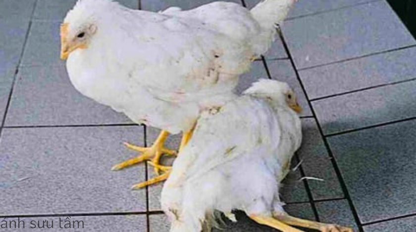 Thiếu vitamin ở gà: Phát hiện sớm các triệu chứng và phòng ngừa
