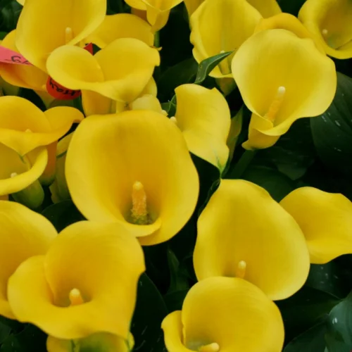 ý nghĩa hoa rum vàng