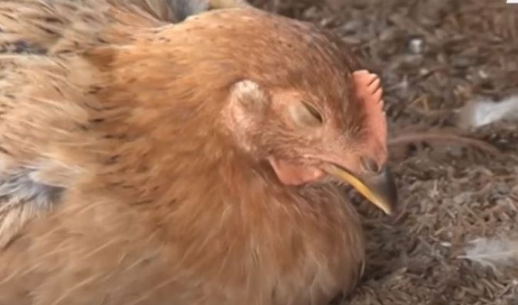 Bệnh newcastle và cách điều trị ở gà - Niên Giám Nông Nghiệp