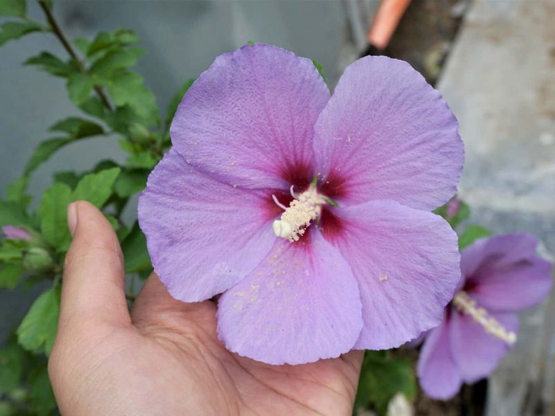 Hoa dâm bụt là gì? Có nên trồng trước nhà không?