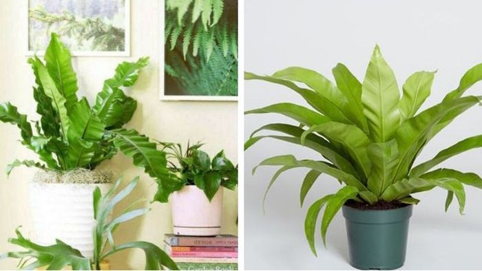 Cây Phượng Hoàng Tổ là loại cây gì? Tìm hiểu ý nghĩa, đặc điểm và cách chăm sóc cây Phượng Hoàng Tổ theo nguyên tắc Phong Thủy.