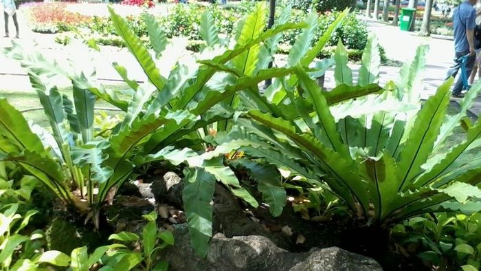 Cây Phượng Hoàng Tổ là loại cây gì? Tìm hiểu ý nghĩa, đặc điểm và cách chăm sóc cây Phượng Hoàng Tổ theo nguyên tắc Phong Thủy.