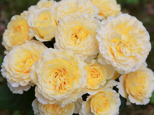 5 Loài Hoa Tượng Trưng Cho Tình Yêu Đơn Phương Thầm Lặng – Flosa