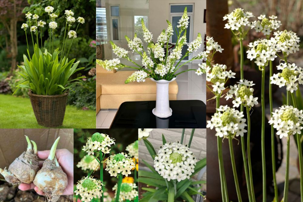 Hoa Thiên Nga Mắt Ngọc: Vẻ Đẹp Thanh Khiết và Ý Nghĩa Ẩn Sau Loài Hoa Độc  Đáo - Hoa Việt Nam