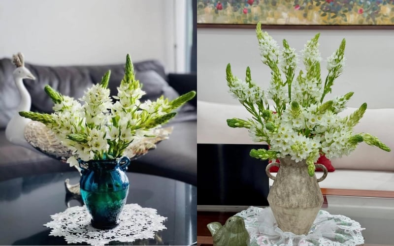 Hoa thiên nga mắt ngọc: Vẻ đẹp tinh khôi và bí quyết chăm sóc – Flosa