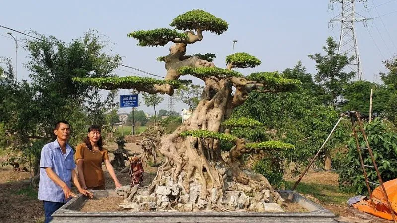 Cây duối bonsai dáng huyền