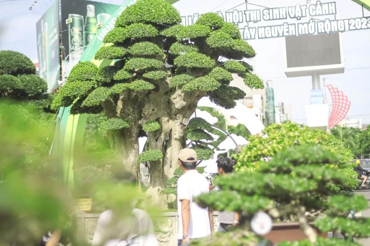 Ý nghĩa phong thủy của cây duối