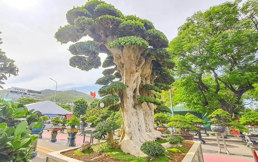 Công dụng của cây duối