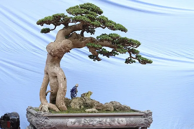 Trồng và chăm sóc cây duối