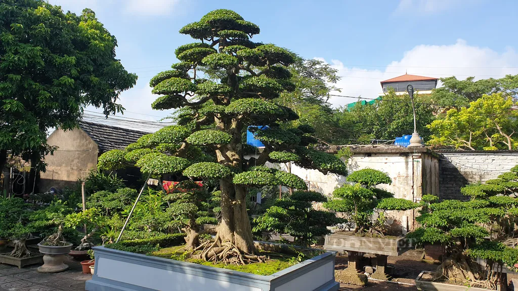 Cây duối bonsai dáng trực, thể hiện sự uy nghi và vững chãi.
