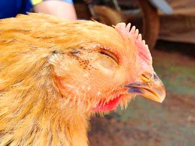 Triệu chứng sưng phù đầu ở gà Coryza