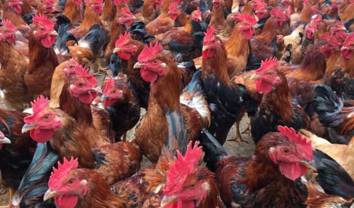 Gà con khô chân, ủ rũ, ăn kém: Nguyên nhân và cách chữa