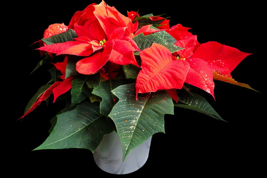 Cây Trạng Nguyên mang lại sự ấm cúng và may mắn