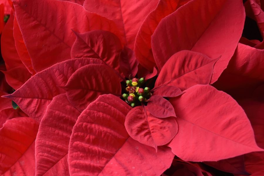 Hoa cây Trạng Nguyên có màu vàng nhỏ, được bao phủ bởi lá đỏ