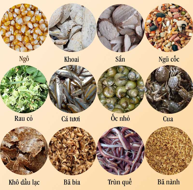 Chế độ dinh dưỡng cho gà đá khỏe mạnh