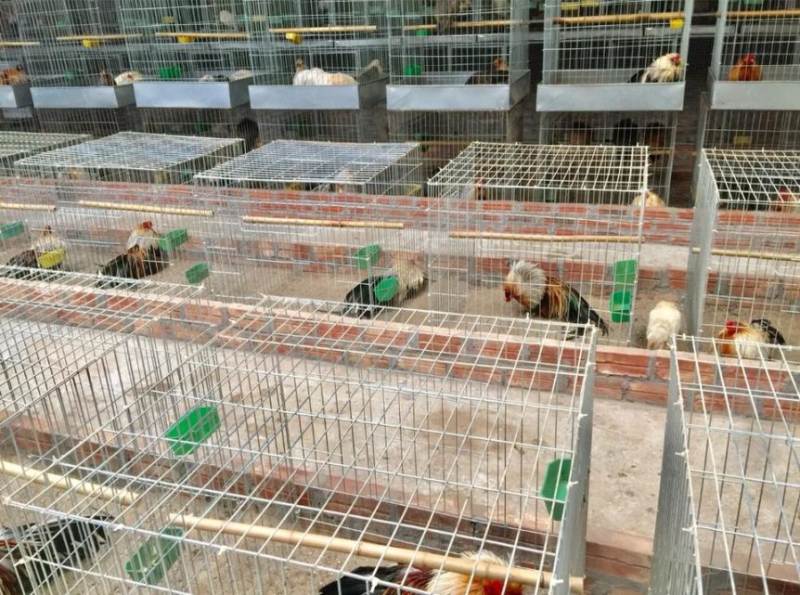 Chuẩn bị chuồng trại nuôi gà đá hợp vệ sinh