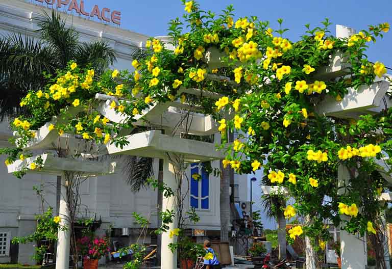 Quỳnh Anh leo trang trí cổng